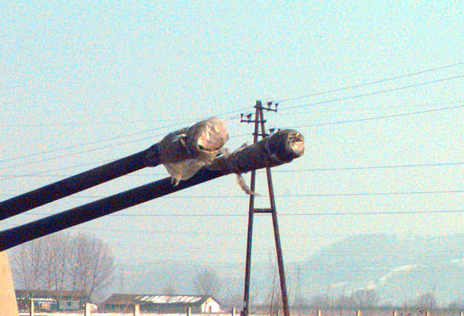 ZSU-57-2 barrels